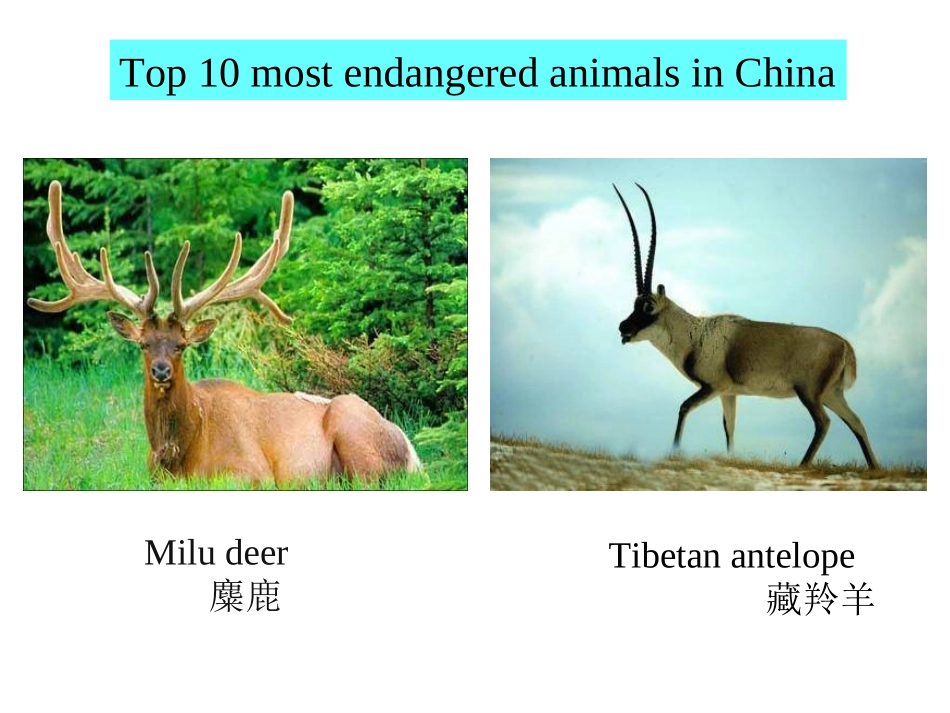 Unit4-Wildlife-Protection(PPT)_第3页