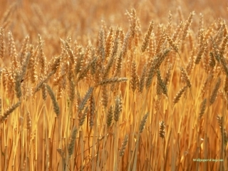 二年级上-识字1