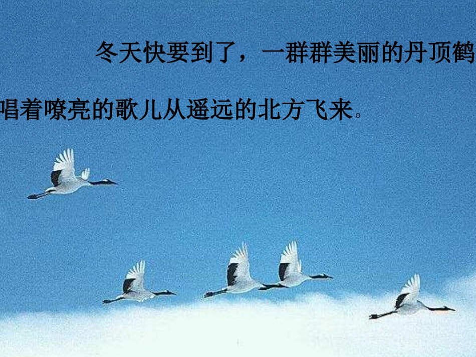 20美丽的丹顶鹤课件(1)_第2页
