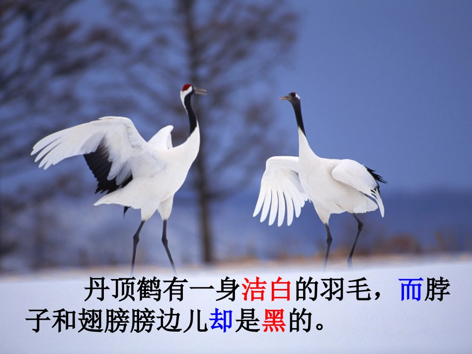 20美丽的丹顶鹤课件(1)_第3页