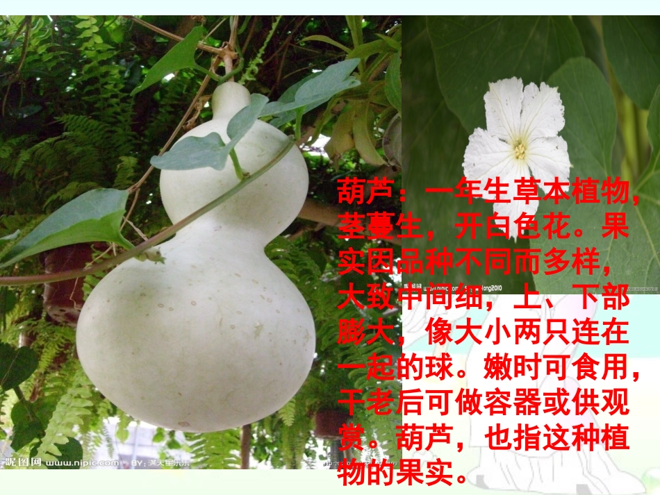 白彦丽我要的是葫芦自制课件._第2页