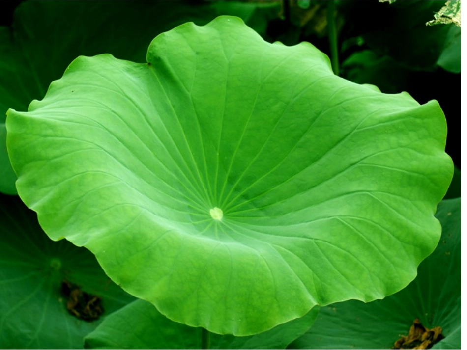 《什么是面积》_第2页