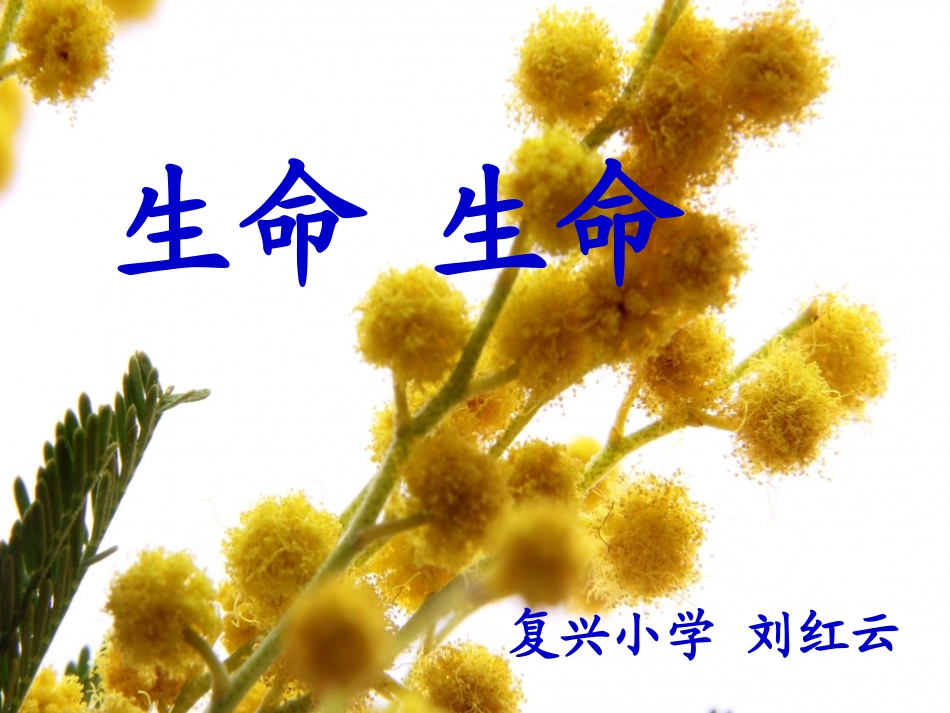 《生命生命》课件(1)_第1页