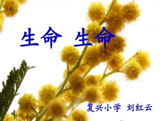 《生命生命》课件(1)