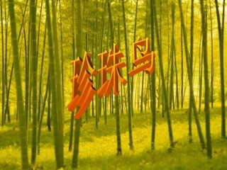1308珍珠鸟