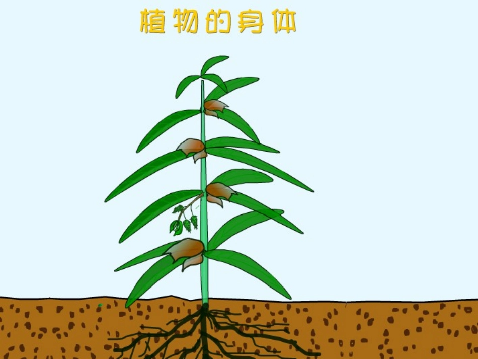 青岛版小学科学四年级上册《植物的身体》课件1_第2页