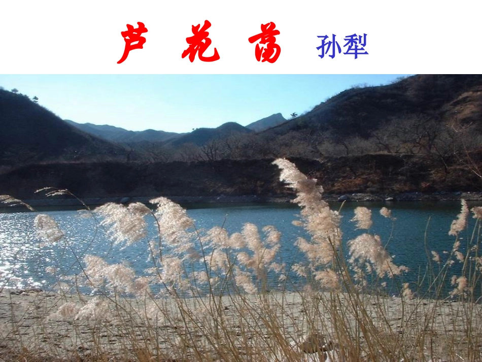 芦花荡yang_第1页