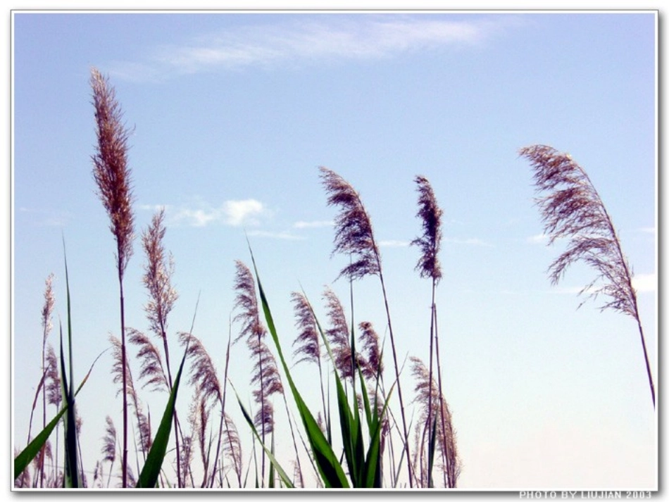 芦花荡yang_第3页