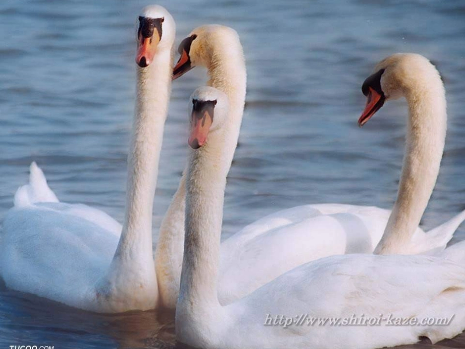 《天鹅的故事》ppt课._第1页