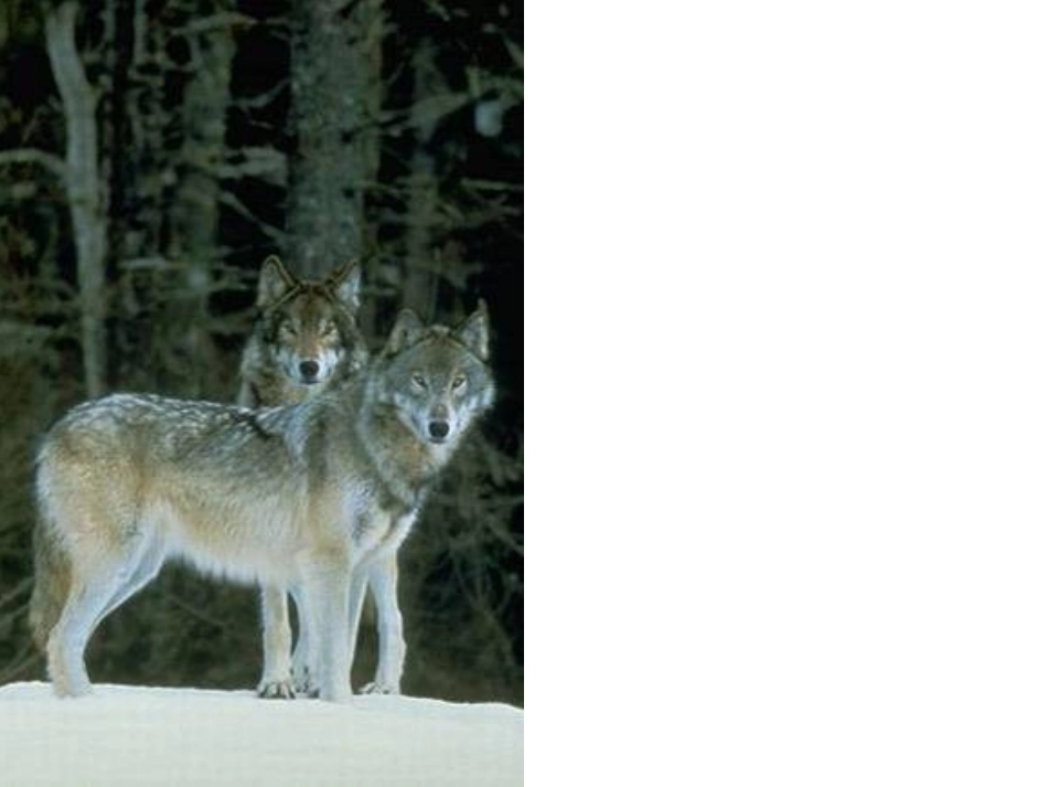 鹿和狼的故事(强烈推荐)[1]_第2页