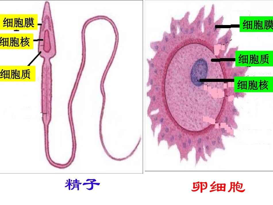 《人的生殖与发育》课件2_第2页