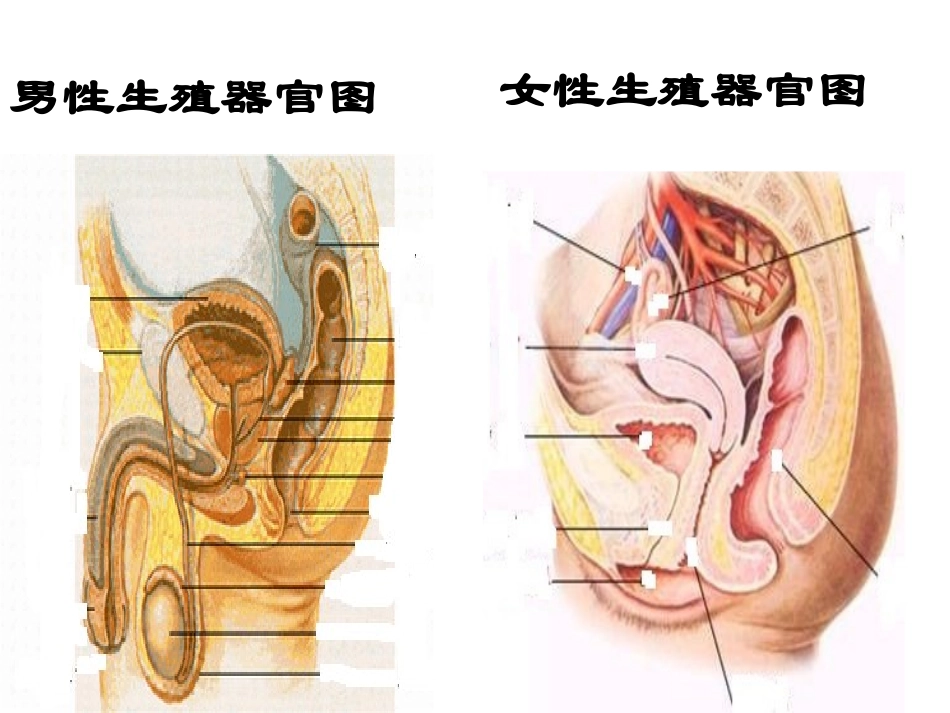 《人的生殖与发育》课件2_第3页