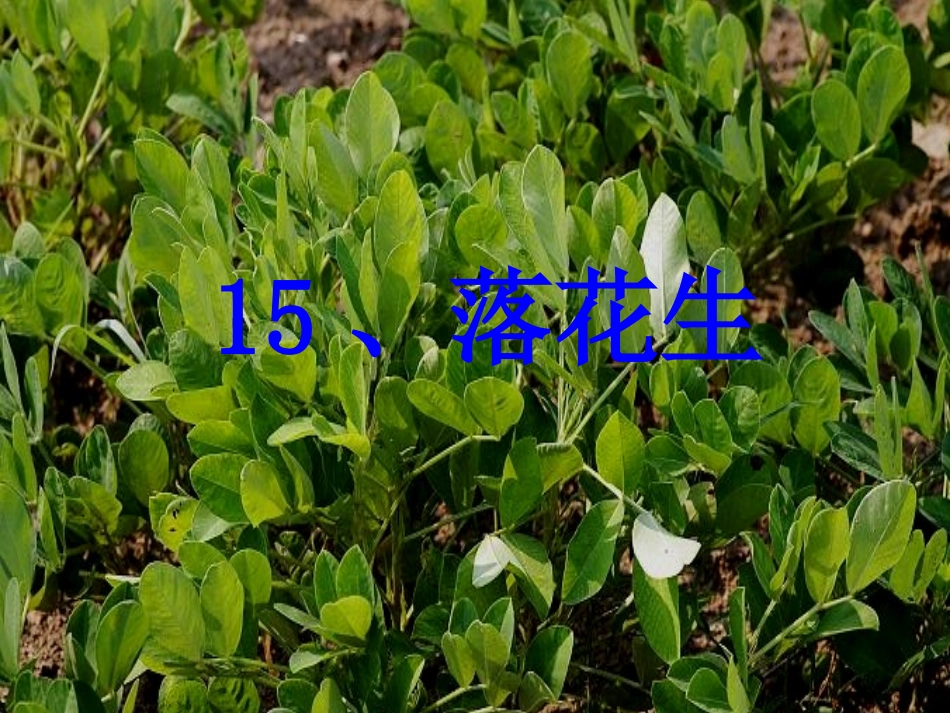 15落花生ppt课件_第2页
