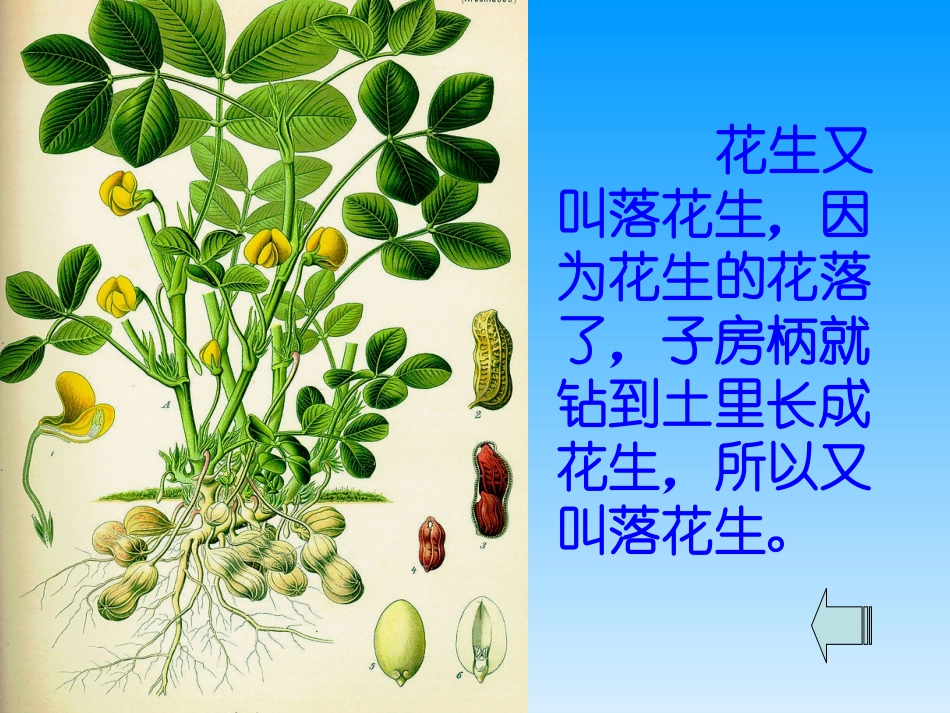 15落花生ppt课件_第3页
