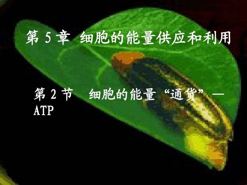 第二节细胞的能量“通货”──ATP_第1页