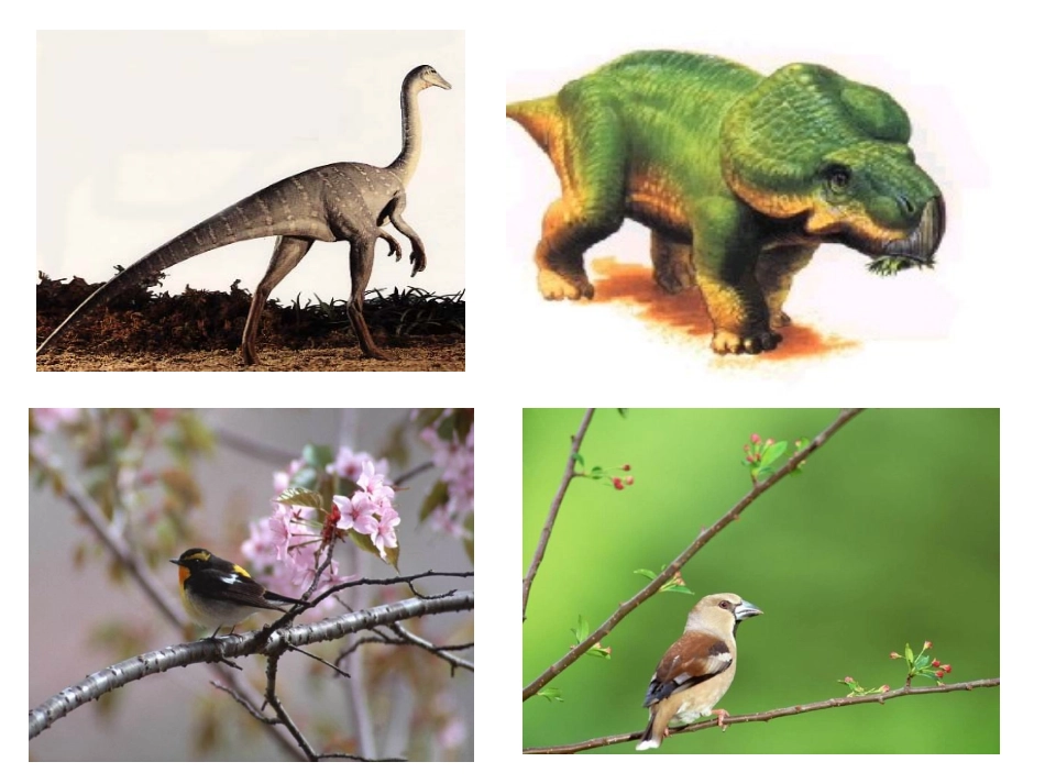 人教版四年级语文上册《飞向蓝天的恐龙》PPT课件_第2页