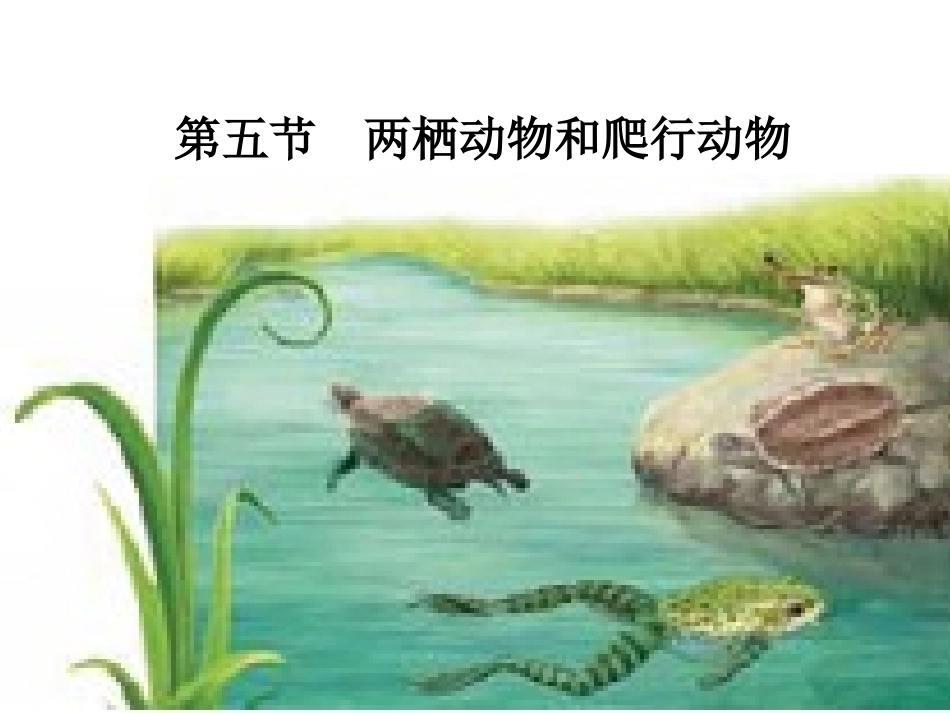 两栖动物和爬行动物_第1页