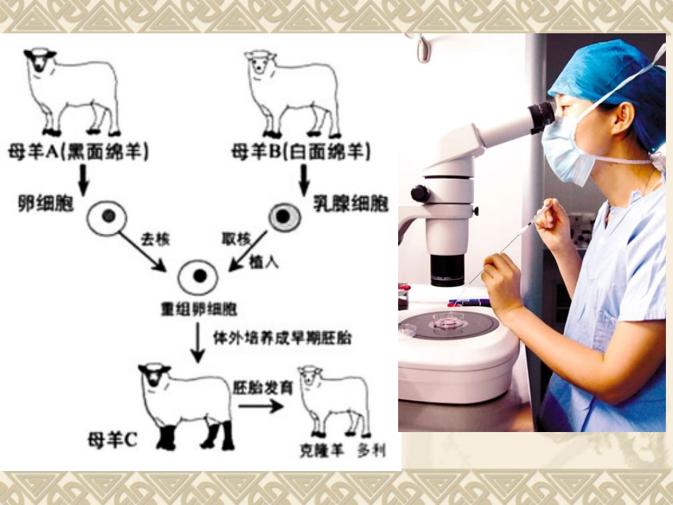 小学科学五年级下册《生物繁殖新技术》课件_第3页