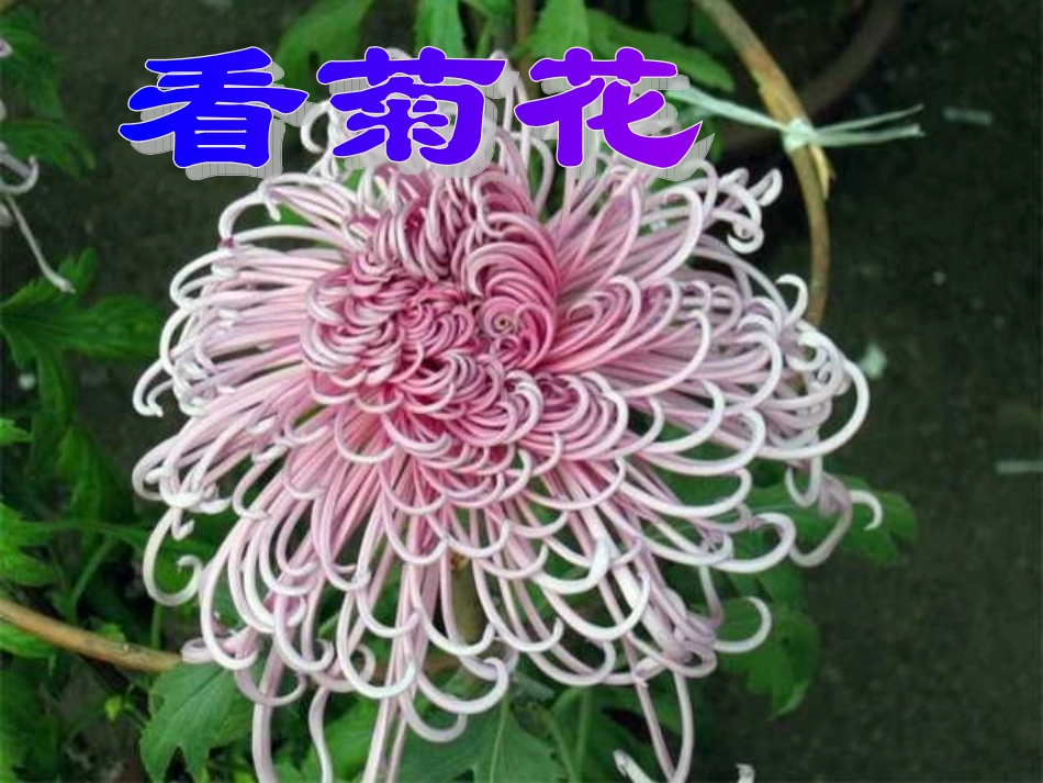 《看菊花》课件_第1页