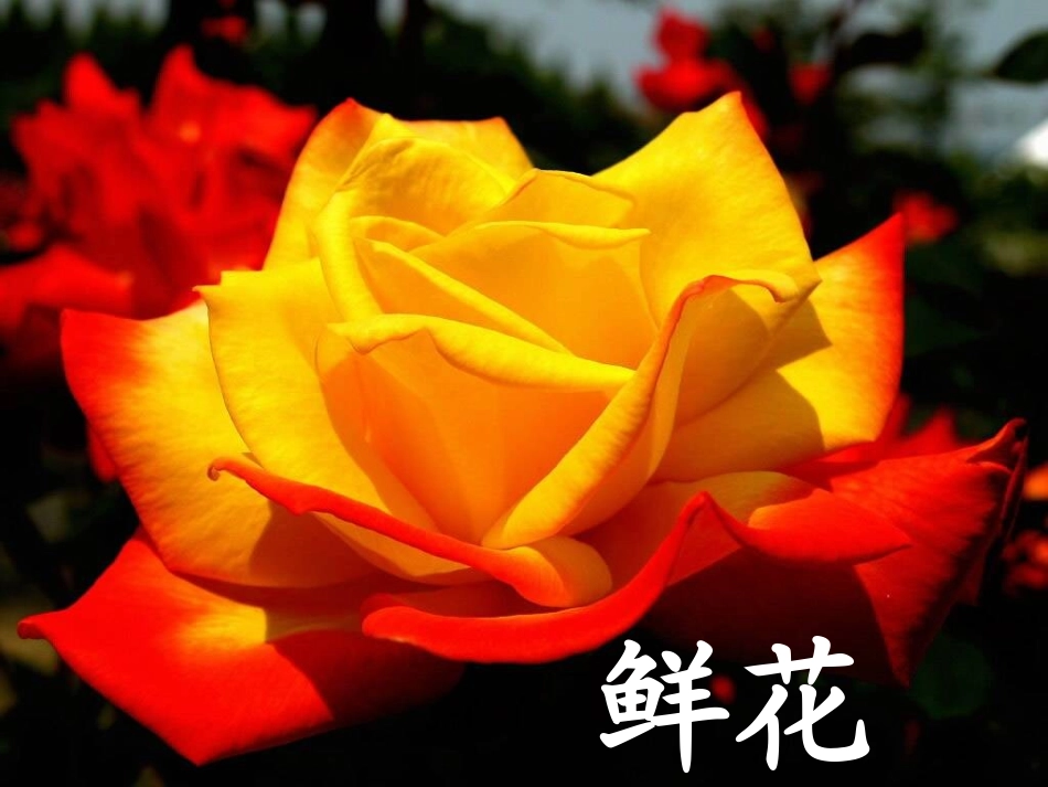 《鲜花和星星》课件_第1页