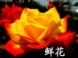 《鲜花和星星》课件