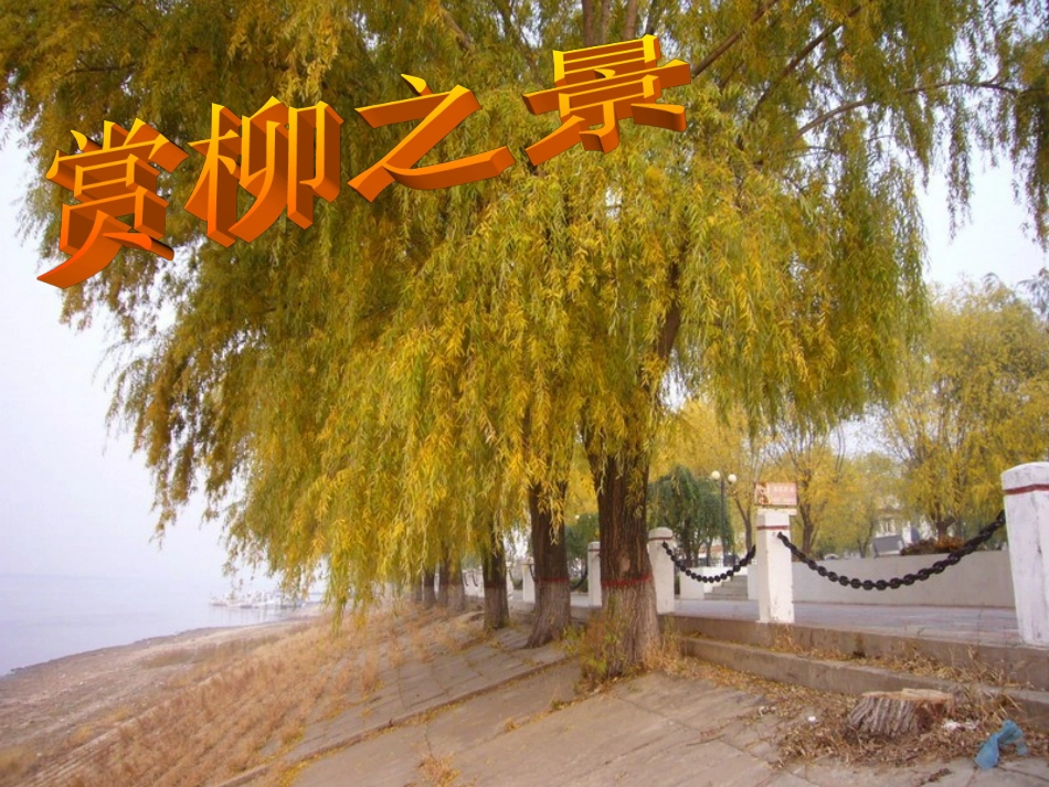 柳叶儿(谢生慧公开课课件)._第1页