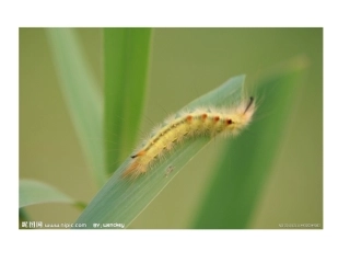 《好饿的毛毛虫》