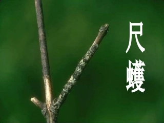 6《变色龙》