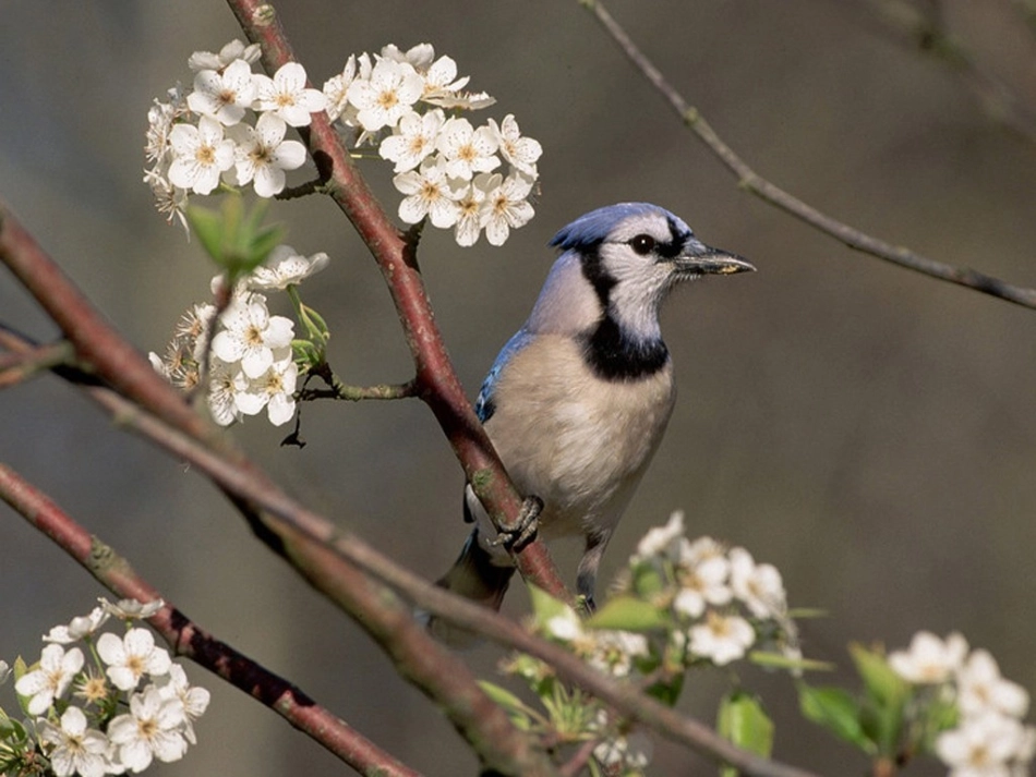 《鸟孩子》课件_第2页