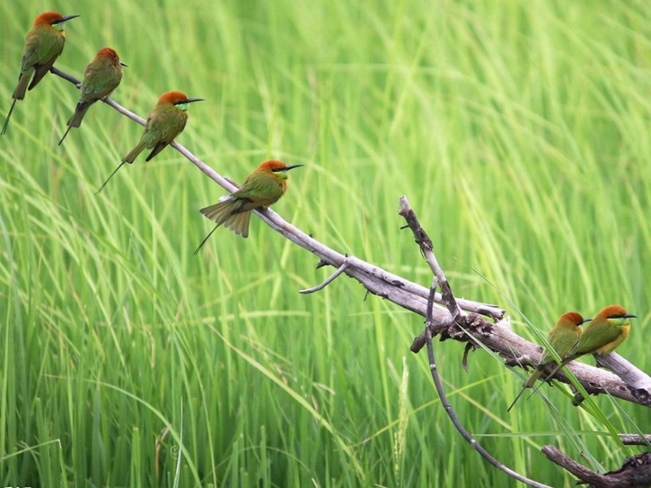 《鸟孩子》课件_第3页