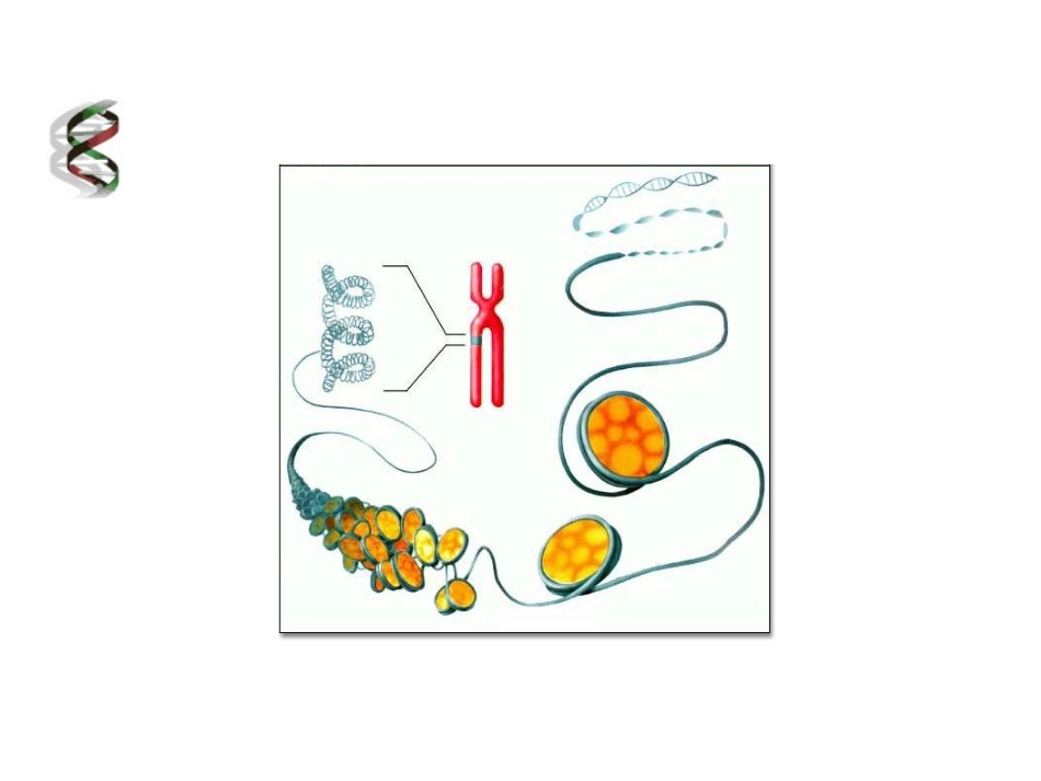 DNA是主要的遗传物质(1)._第3页