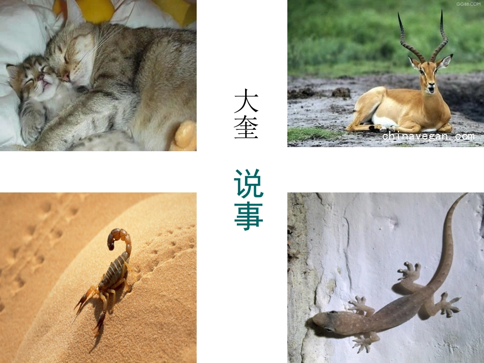 天鹅的故事1._第2页