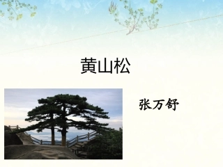 《黄山松》课件2