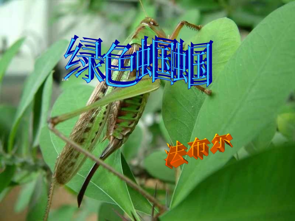 《绿色蝈蝈第二课时》课件5_第3页