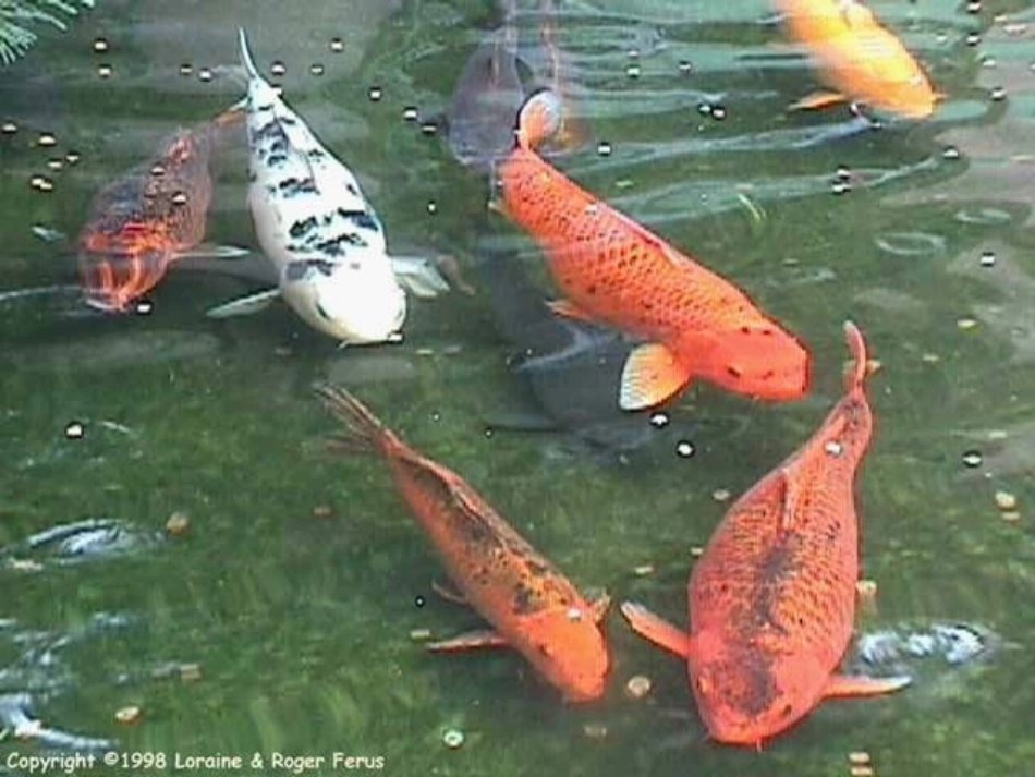 八年级物理光的折射2_第1页