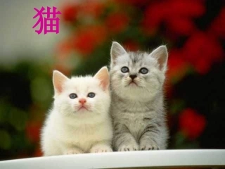 优质课猫-Microsoft-PowerPoint-演