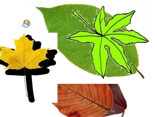 19蓝色的树叶--微整合