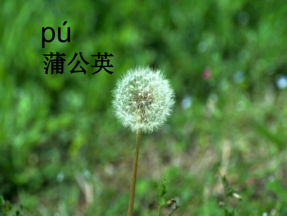 1-3植物妈妈有办法-课件_第2页