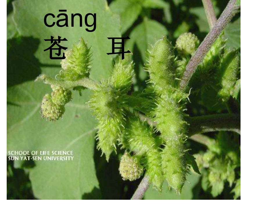 1-3植物妈妈有办法-课件_第3页