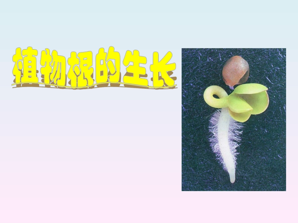 生物：第5章第2节植物根的生长精品课件(苏教版七年级上)_第1页