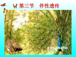 第三节伴性遗传]