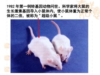 6.2《基因工程及其应用》--课件-管于春