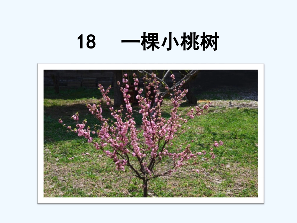 (部编)初中语文人教2011课标版七年级下册一棵小桃树PPT-(3)_第2页