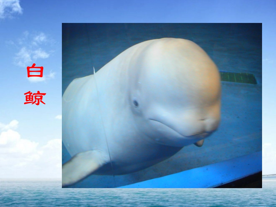 白鲸PPT课件_第2页