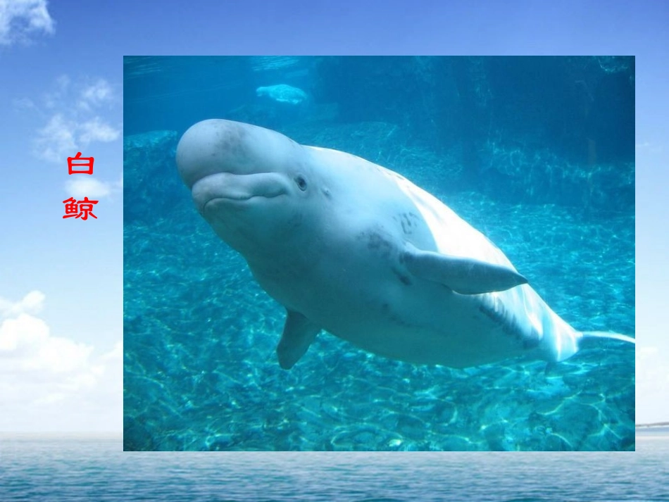 白鲸PPT课件_第3页