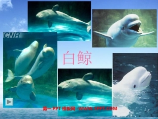 白鲸PPT课件