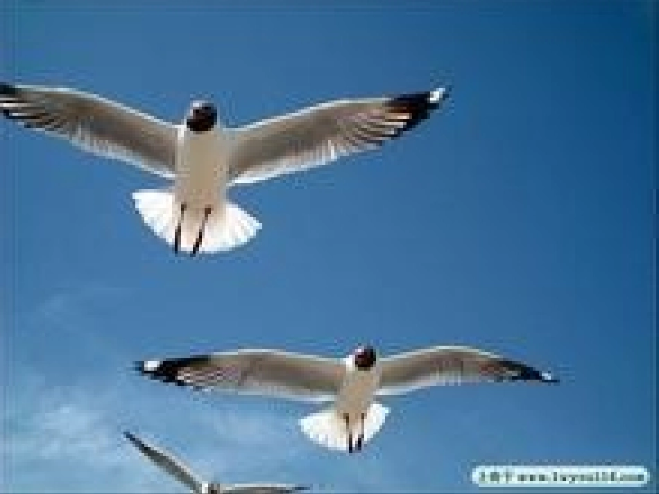 第四册18、鸟岛ppt课件_第3页