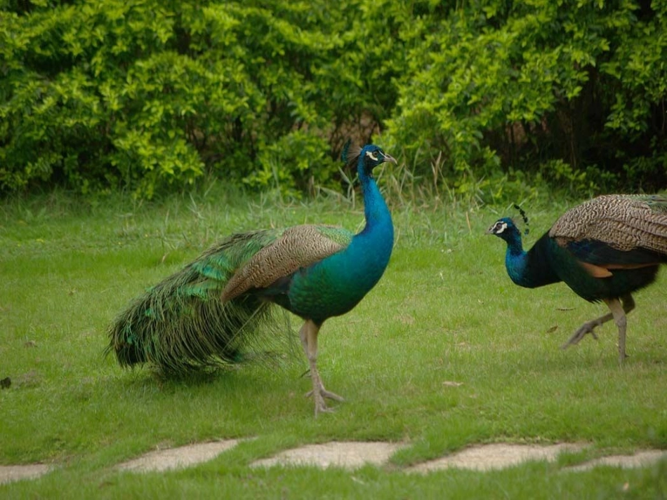 写一种你喜欢的动物ppt_第3页