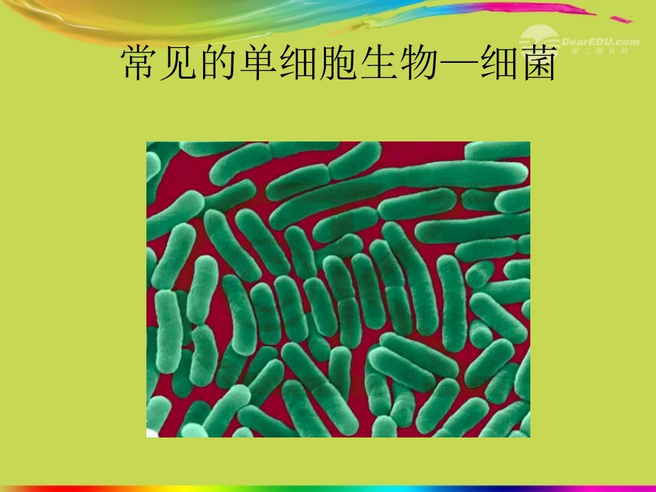 七年级生物上册《单细胞生物》课件-新人教版[1]_第3页