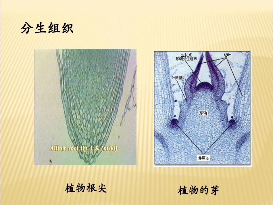 植物的主要组织_第2页